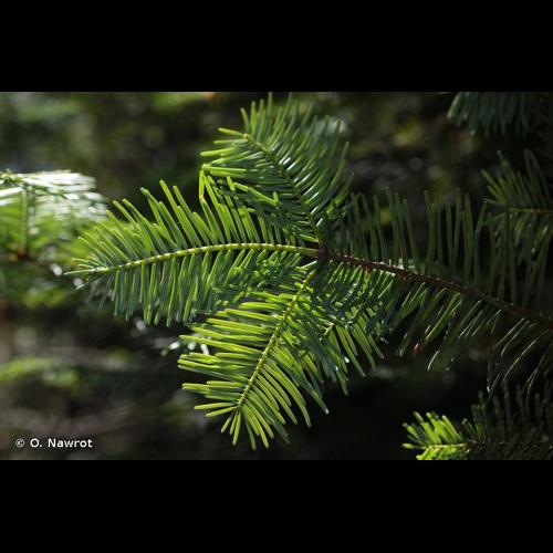 <i>Abies grandis</i> (Douglas ex D.Don) Lindl., 1833 © O. Nawrot