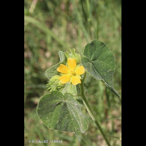 <i>Abutilon theophrasti</i> Medik., 1787 © E. VALLEZ / CBNSA