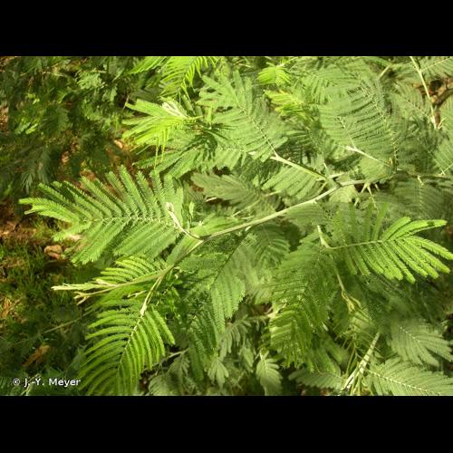 <i>Acacia dealbata</i> Link, 1822 © J.-Y. Meyer