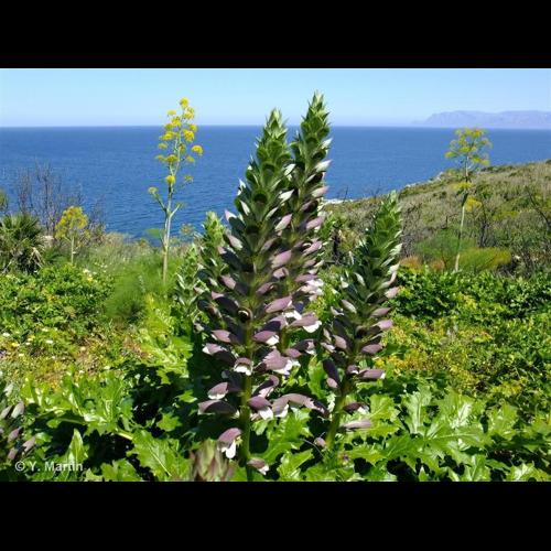 <i>Acanthus mollis</i> L., 1753 © NULL