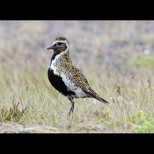 <i>Pluvialis apricaria</i> (Linnaeus, 1758) © J.P. Siblet