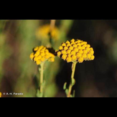 <i>Achillea ageratum</i> L., 1753 © A.-H. Paradis