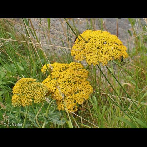 <i>Achillea filipendulina</i> Lam., 1783 © NULL