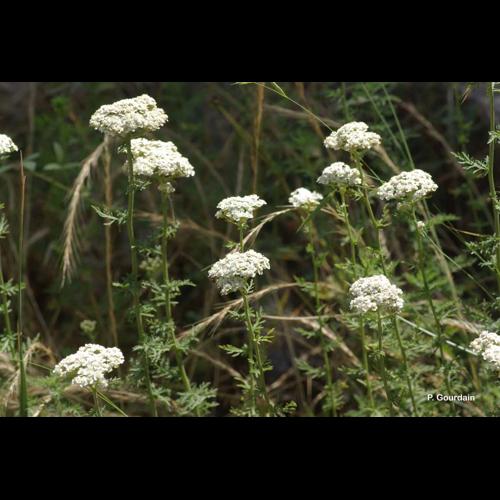 <i>Achillea ligustica</i> All., 1773 &copy; P. Gourdain