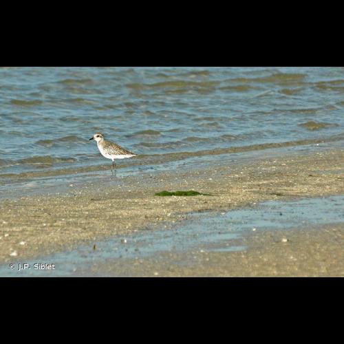 <i>Pluvialis squatarola</i> (Linnaeus, 1758) © J.P. Siblet