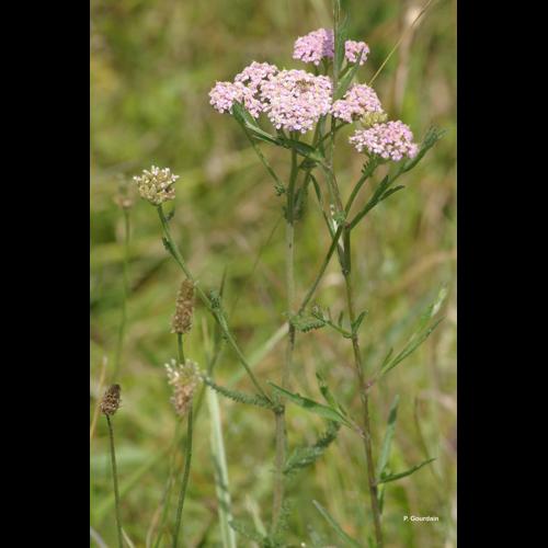 <i>Achillea millefolium</i> L., 1753 © P. Gourdain