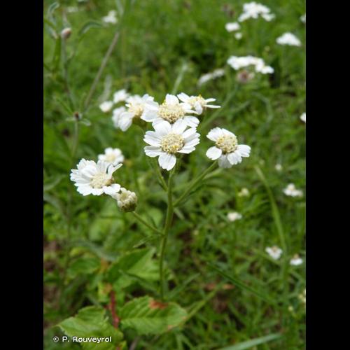 <i>Achillea ptarmica</i> L., 1753 © P. Rouveyrol