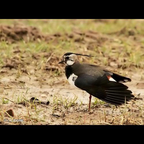 <i>Vanellus vanellus</i> (Linnaeus, 1758) © J. LAIGNEL