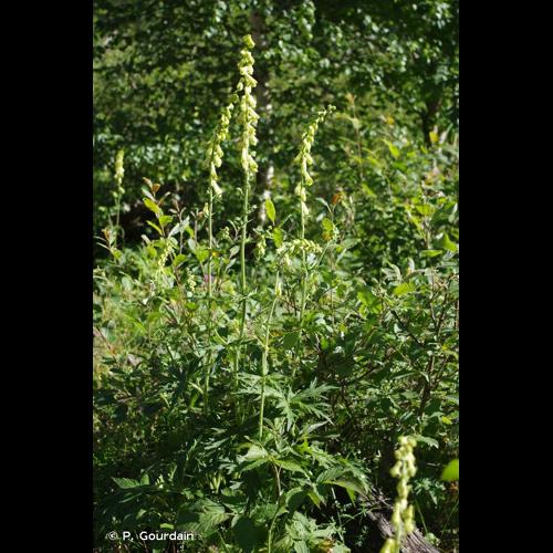 <i>Aconitum lycoctonum</i> L., 1753 © P. Gourdain
