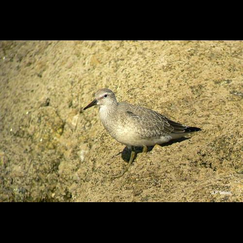 <i>Calidris canutus</i> (Linnaeus, 1758) &copy; J.P. Siblet