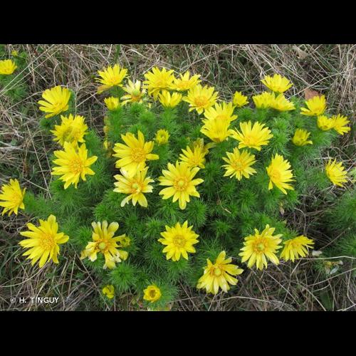 <i>Adonis vernalis</i> L., 1753 © H. TINGUY