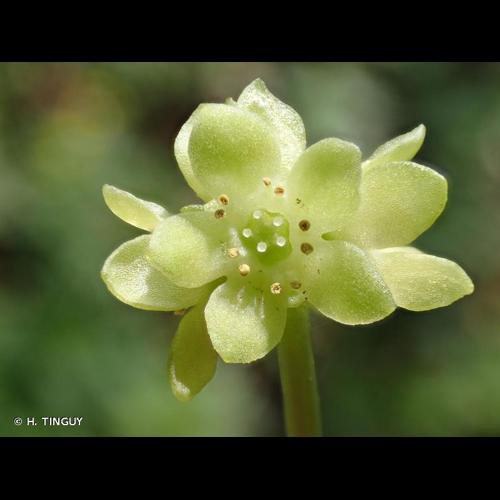 <i>Adoxa moschatellina</i> L., 1753 © H. TINGUY