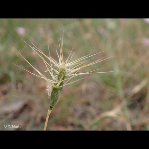 <i>Aegilops neglecta</i> Req. ex Bertol., 1835 © NULL