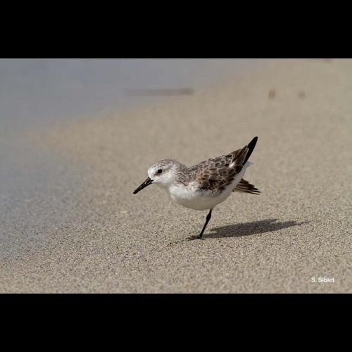 <i>Calidris alba</i> (Pallas, 1764) © S. Siblet
