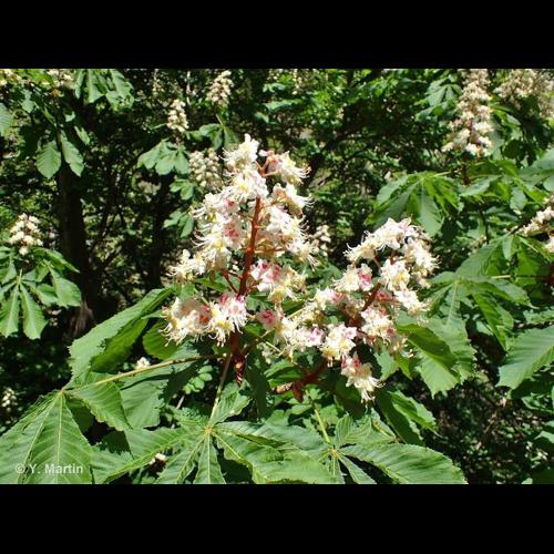 <i>Aesculus hippocastanum</i> L., 1753 © NULL