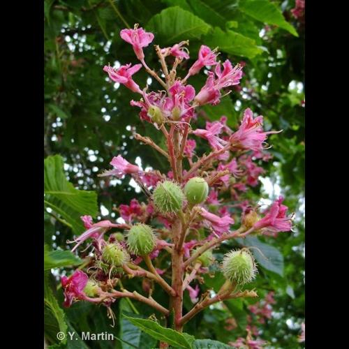 <i>Aesculus carnea</i> Hayne, 1822 © NULL