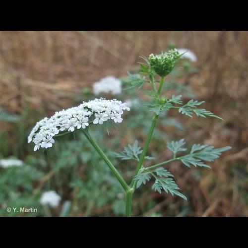 <i>Aethusa cynapium</i> L., 1753 © NULL