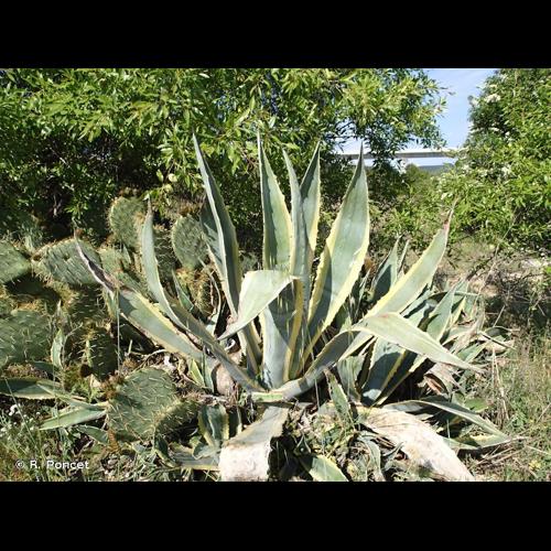 <i>Agave americana</i> L., 1753 © R. Poncet