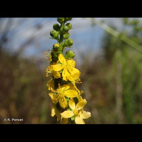 <i>Agrimonia procera</i> Wallr., 1840 © R. Poncet