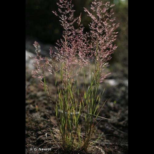 <i>Agrostis vinealis</i> Schreb., 1771 © O. Nawrot