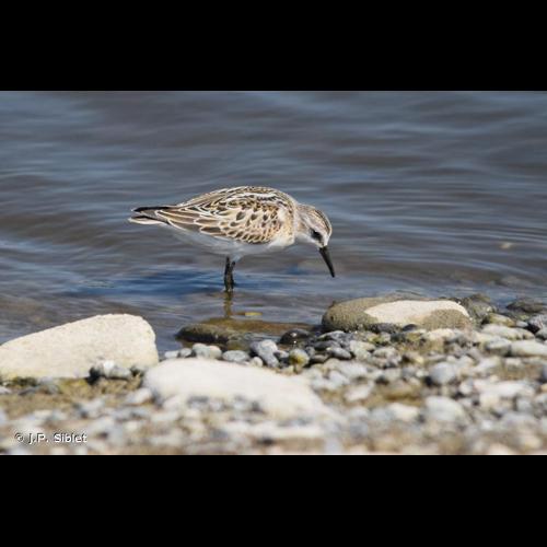 <i>Calidris minuta</i> (Leisler, 1812) © J.P. Siblet