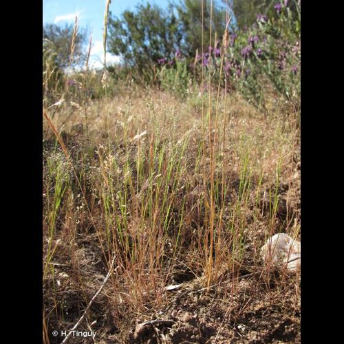 <i>Aira elegantissima</i> Schur, 1853 © H. Tinguy