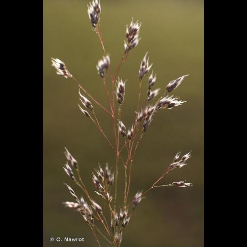 <i>Aira multiculmis</i> Dumort., 1824 © O. Nawrot