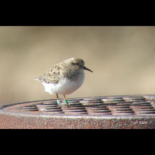 <i>Calidris temminckii</i> (Leisler, 1812) © J.P. Siblet