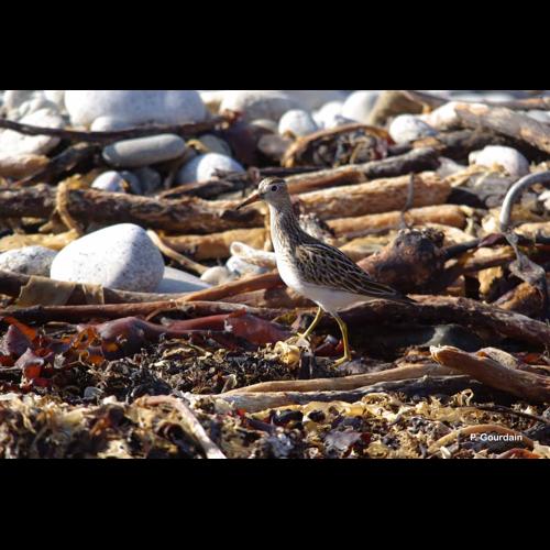 <i>Calidris melanotos</i> (Vieillot, 1819) © P. Gourdain