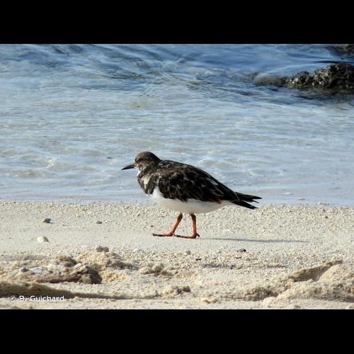 <i>Arenaria interpres</i> (Linnaeus, 1758) &copy; B. Guichard