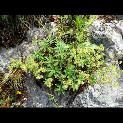 <i>Alchemilla alpigena</i> Buser, 1894 © H. TINGUY