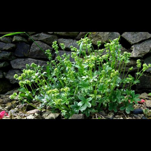 <i>Alchemilla alpina</i> L., 1753 © F. Michalke