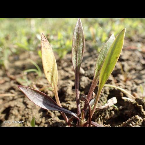 <i>Alisma gramineum</i> Lej., 1811 © H. TINGUY