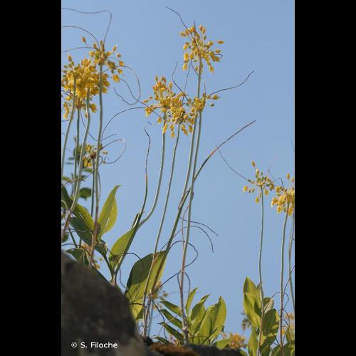 <i>Allium flavum</i> L., 1753 © S. Filoche
