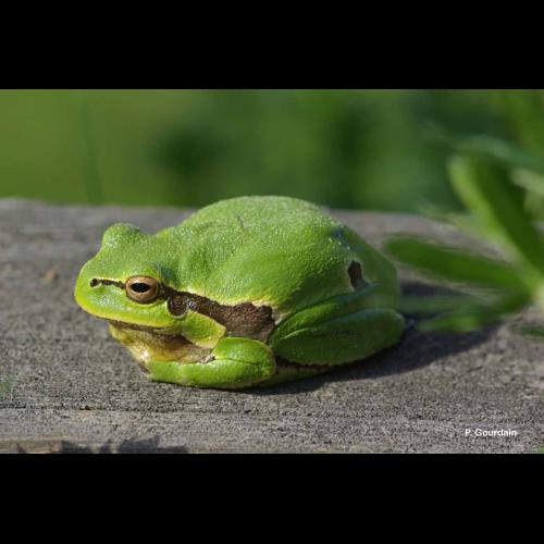 <i>Hyla arborea</i> (Linnaeus, 1758) © P. Gourdain