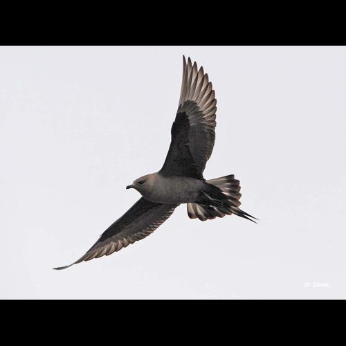 <i>Stercorarius parasiticus</i> (Linnaeus, 1758) © J.P. Siblet