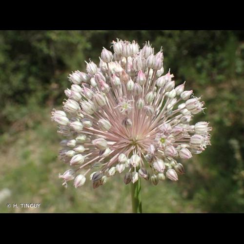 <i>Allium porrum</i> L., 1753 © H. TINGUY