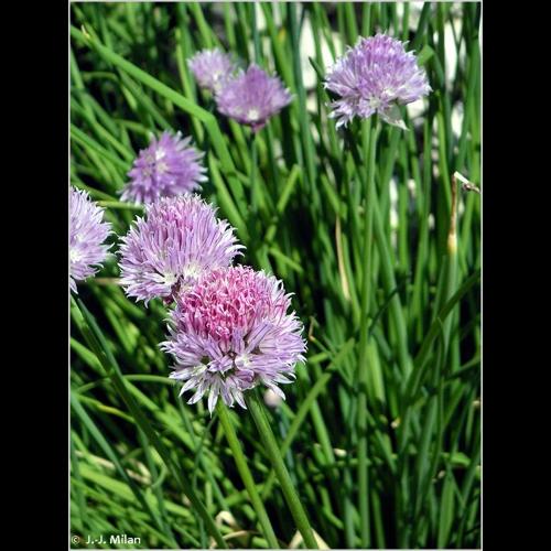 <i>Allium schoenoprasum</i> L., 1753 © NULL