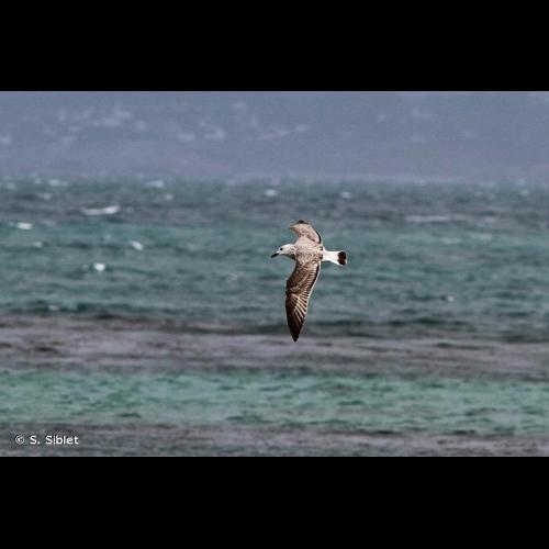 <i>Larus cachinnans</i> Pallas, 1811 © S. Siblet