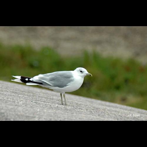 <i>Larus canus</i> Linnaeus, 1758 © J.P. Siblet
