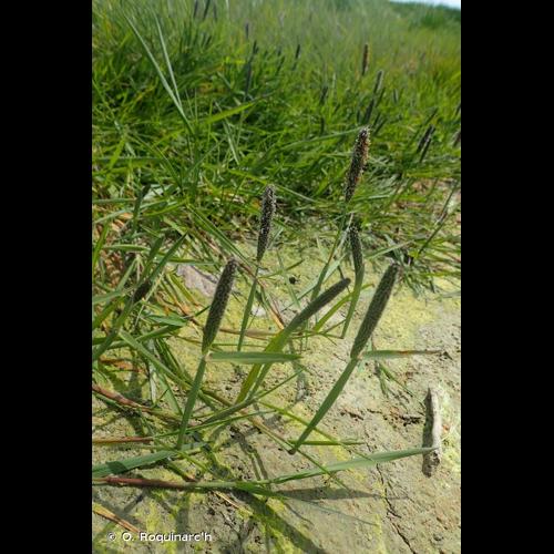 <i>Alopecurus geniculatus</i> L., 1753 © O. Roquinarc'h