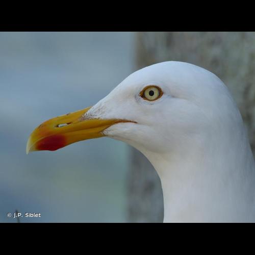 <i>Larus argentatus</i> Pontoppidan, 1763 © J.P. Siblet