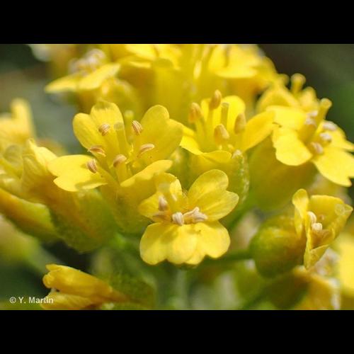 <i>Alyssum orophilum</i> Jord. & Fourr., 1868 © NULL