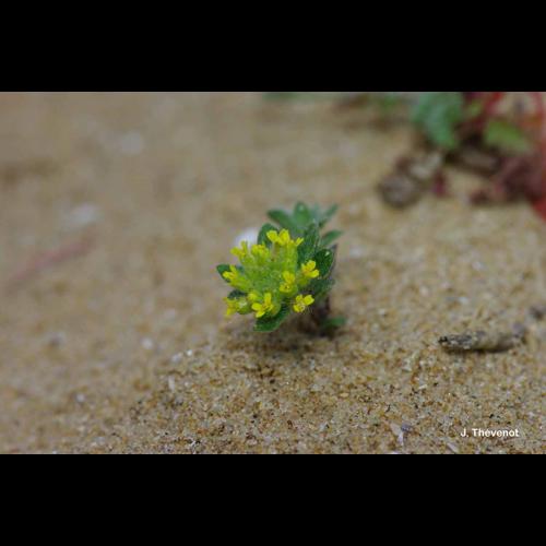 <i>Alyssum simplex</i> Rudolphi, 1799 © J. Thévenot