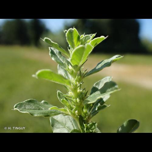 <i>Amaranthus albus</i> L., 1759 © H. TINGUY