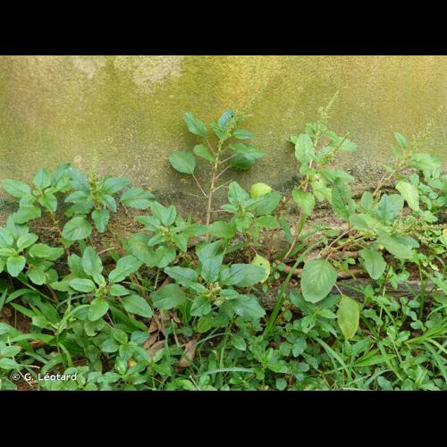 <i>Amaranthus blitum</i> L., 1753 &copy; G. Léotard
