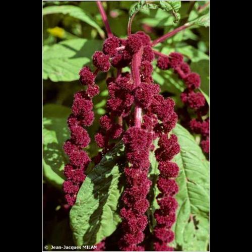 <i>Amaranthus caudatus</i> L., 1753 © J.-J. Milan