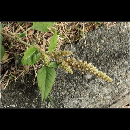 <i>Amaranthus deflexus</i> L., 1771 © NULL