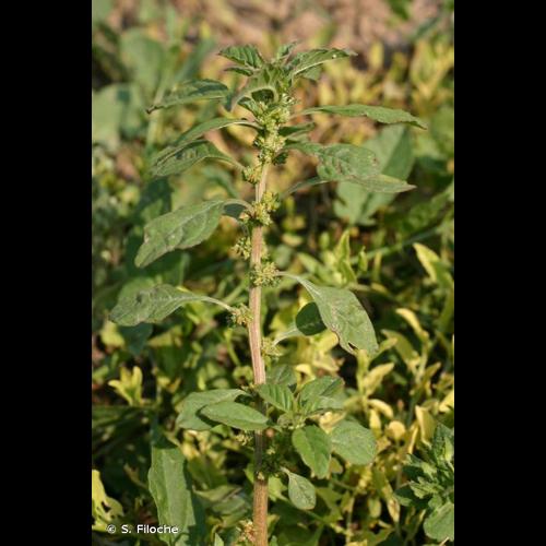 <i>Amaranthus graecizans</i> L., 1753 &copy; S. Filoche