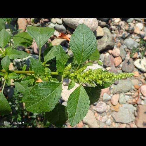 <i>Amaranthus hybridus</i> L., 1753 © H. TINGUY
